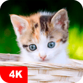 Kitten Wallpapers 4K Apk