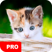 Kitten Wallpapers PRO Apk