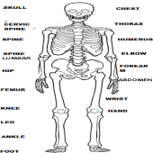 RADIOLOGY MANUAL Apk