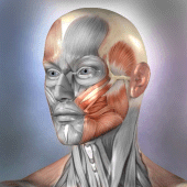 Muscle and Bone Anatomy 3D Apk