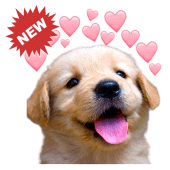 🐕 WAstickerApps Golden Retriever Stickers Memes Apk