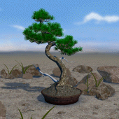 Bonsai 3D Live Wallpaper Apk