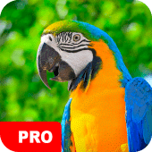 Parrot Wallpapers PRO Apk