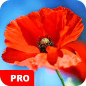 Poppy Wallpapers PRO Apk