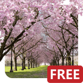 Spring Cherry Blossom Live Wallpaper FREE Apk