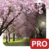 Spring Cherry Blossom Live Wallpaper Apk