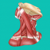 Easy anatomy. Medical atlas Apk