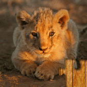 Baby Animal Jigsaw Puzzles Apk